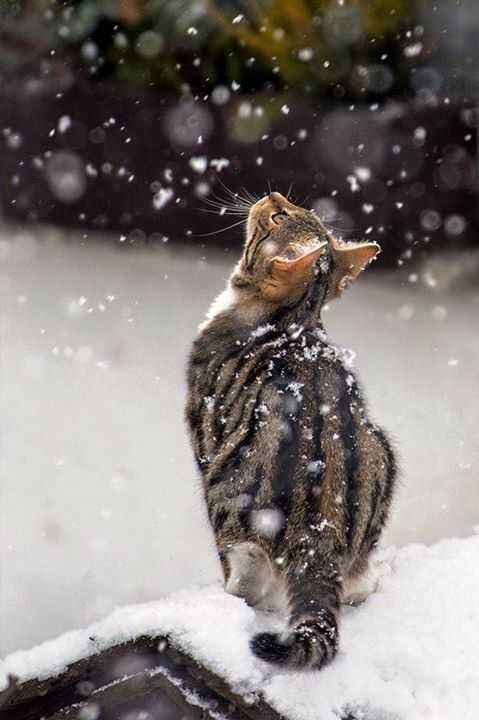 Adorable Animal Pictures What Is This?