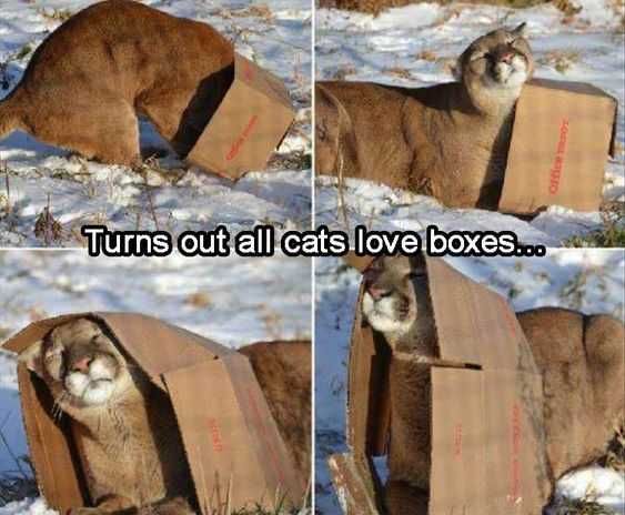 Adorable Animal Pics Big Kitty