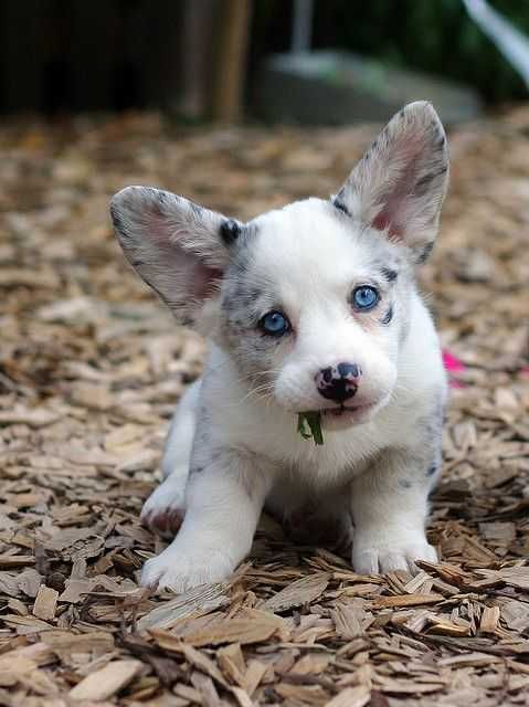 Adorable Animals Pictures 2