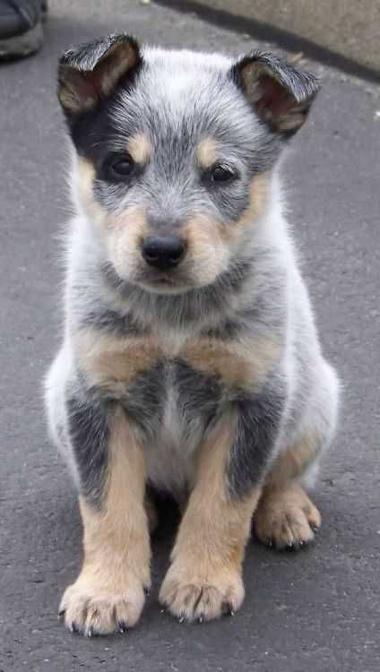 Adorable Animals Pictures 4