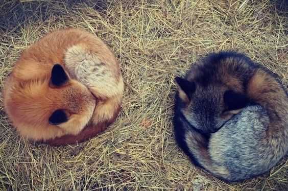 Adorable Animal Photos 3
