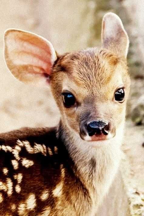 Adorable Animals Pictures 5