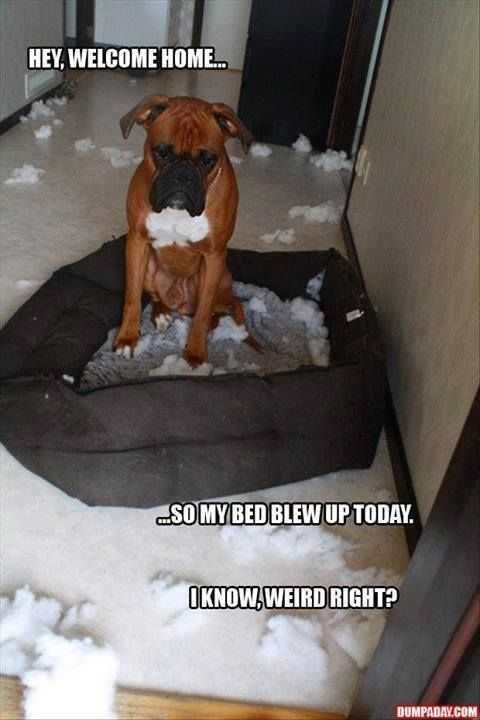 Adorable Animal Pictures Common Thing