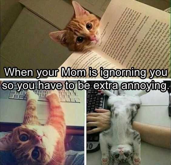 Adorable Animal Pics With Captions Mom