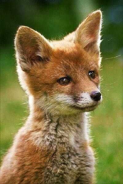 Adorable Animals Photos 1