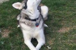 Animal Good Boy