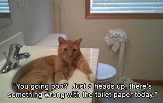 Adorable Animal Pictures Don'T Know What Happened
