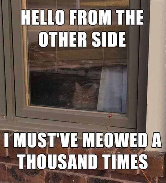 Adorable Animal Pics No Food
