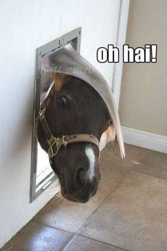 Adorable Animal Pics