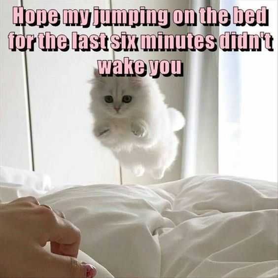 Adorable Animal Pictures Test This Move