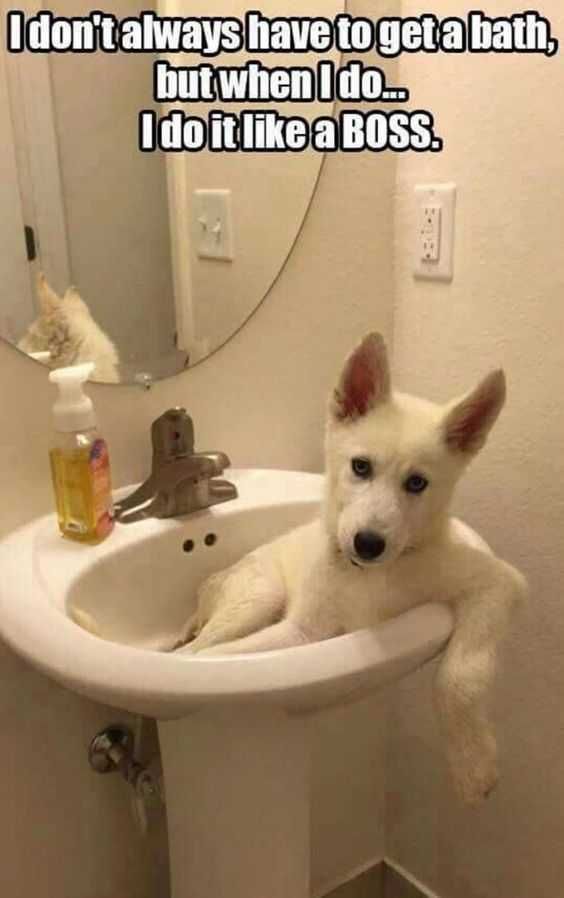 Adorable Animal Pictures Begin