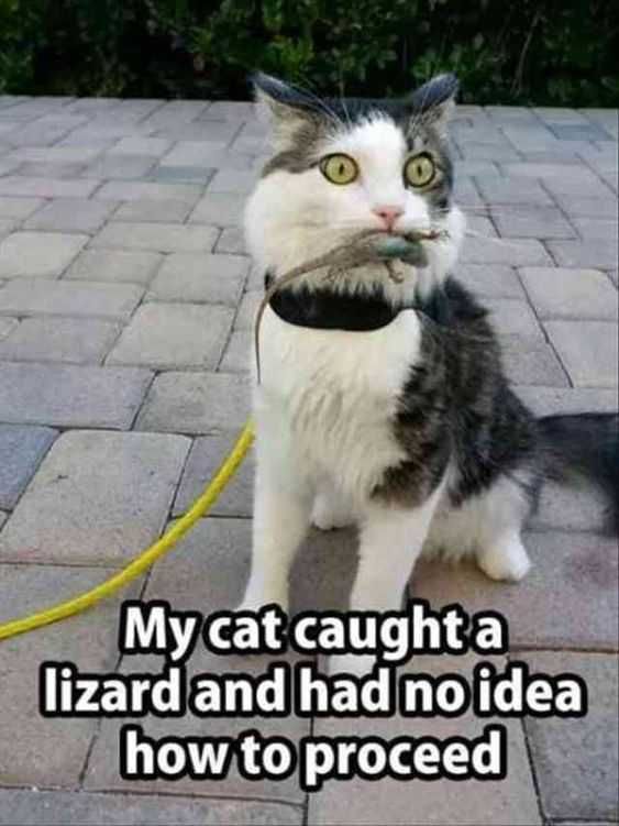 Cutest Animal Pics
