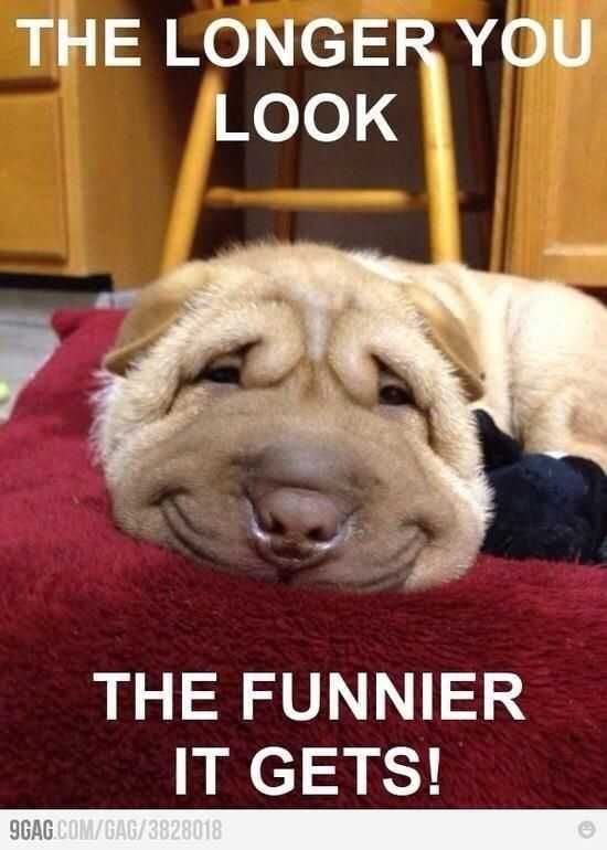 Adorable Animal Pictures What A Cute Face