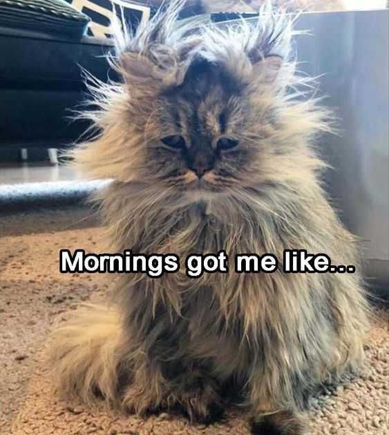 Adorable Animal Pictures With Captions Garfield Said It Best