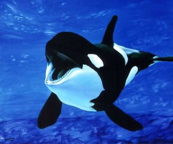 Adorable Animals Photos 2