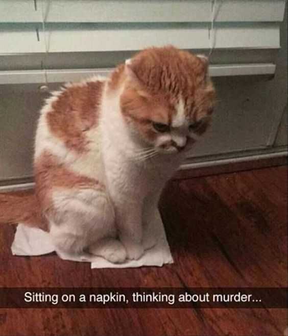 Adorable Animal Pictures With Captions Normal Kitty Day