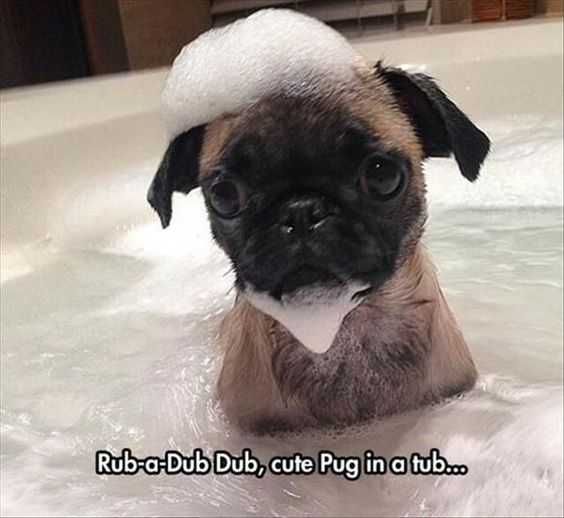 Adorable Animal Pictures With Captions Better Than Rubber Duckie