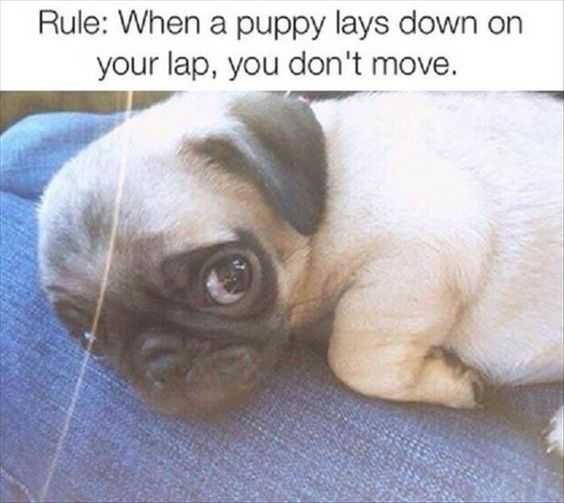 Adorable Animal Pictures With Captions Stay