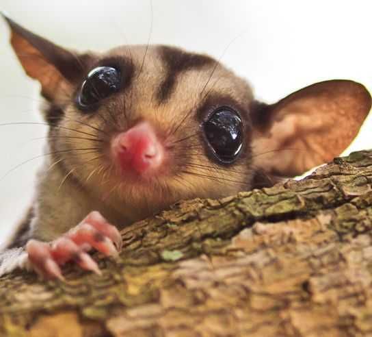 Adorable Animals Photos 4