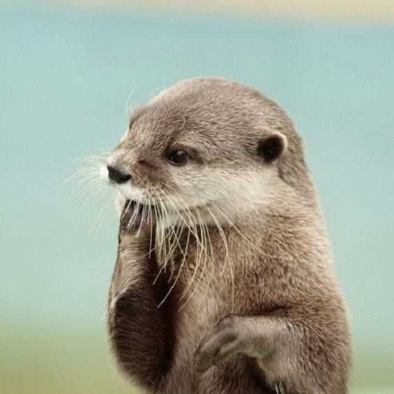 Adorable Animal Photos 2