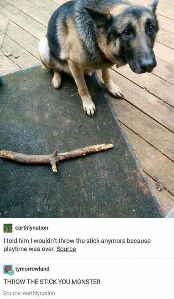 Adorable Animal Pictures Throw The Stick