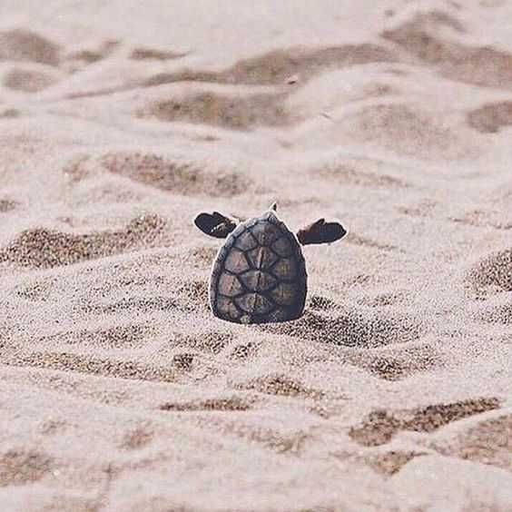 Adorable Animal Pictures With Captions