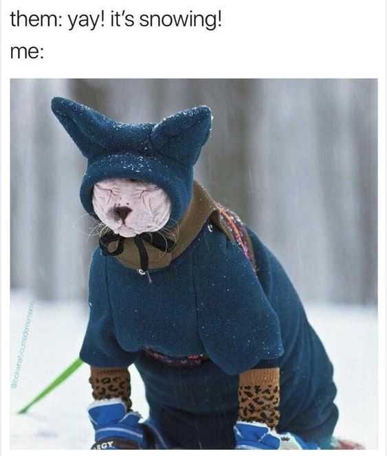 Funny Cat Suit