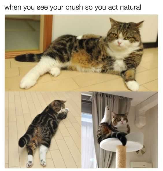 Funny Dank Memes Acting Natural