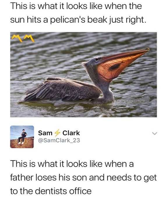 Hilarious Tumblr 5 Light Pelican