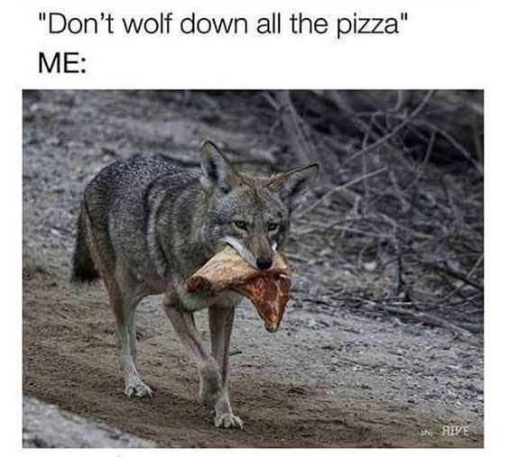 Hilarious Tumblr Pictures Wolf Pizza