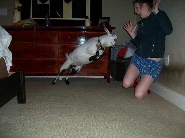 Unbelievable Photos Goat Hug