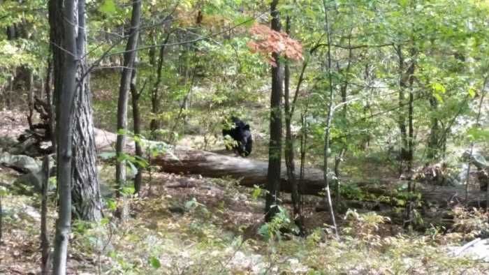 Unbelievable Photos Bearly Escaped