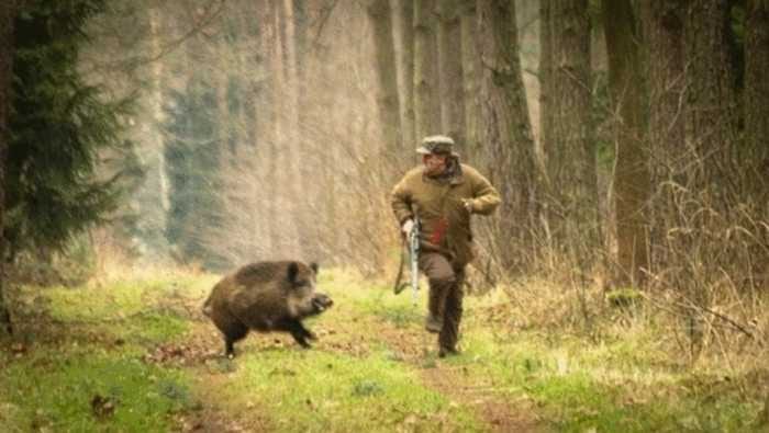Unbelievable Photos  Pig Doing The Huffing