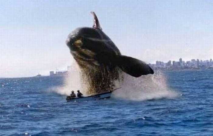 Unbelievable Photos Belly Flop Death From Above
