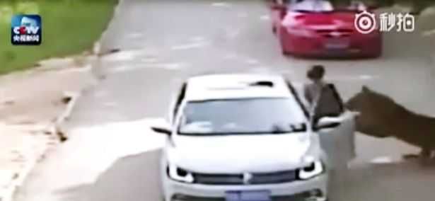 Unbelievable Photos Panther Breaks Up Couples Fight