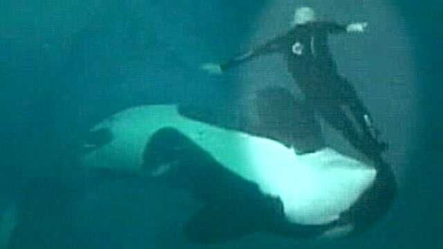 Unbelievable Photos Killer Whale