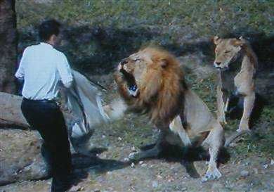 Unbelievable Photos Not Lion About It