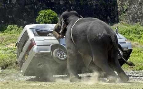 Unbelievable Photos Elephant Behaving Badly