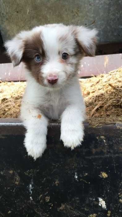 Adorable Dogs Aussie Mix