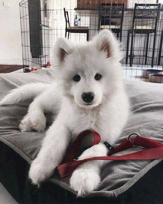 Adorable Dogs Baby Husky