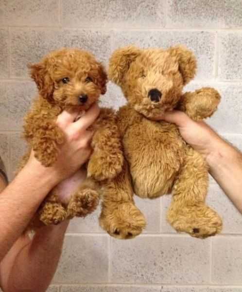 Adorable Dogs Bear Dog