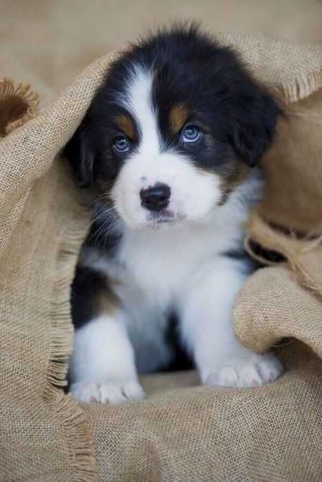 Adorable Dogs St. Bernard