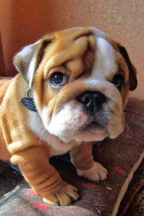 Adorable Dogs Bulldog Pup
