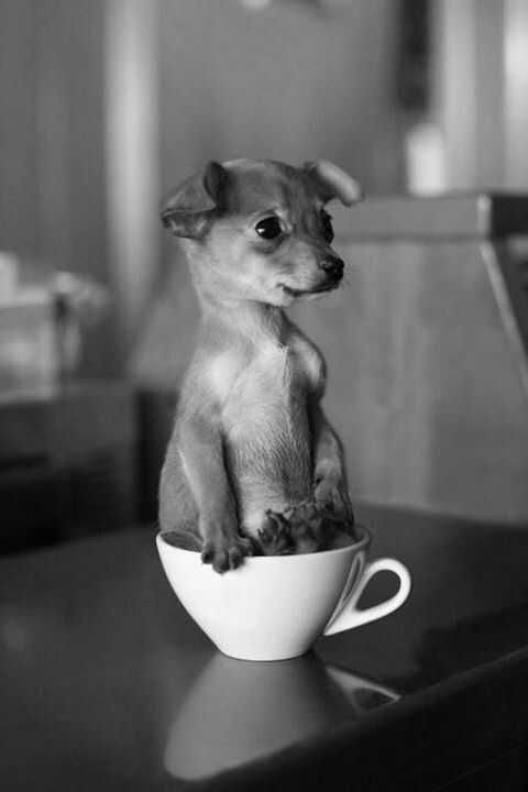 Adorable Dogs Pup In A Cup