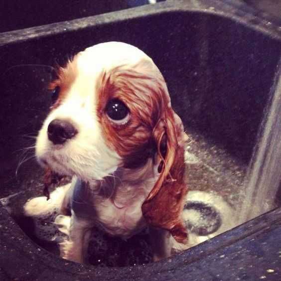 Adorable Dogs Dog Bath