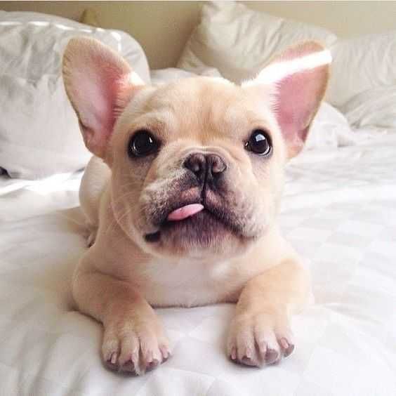 Adorable Dogs Dog Blep