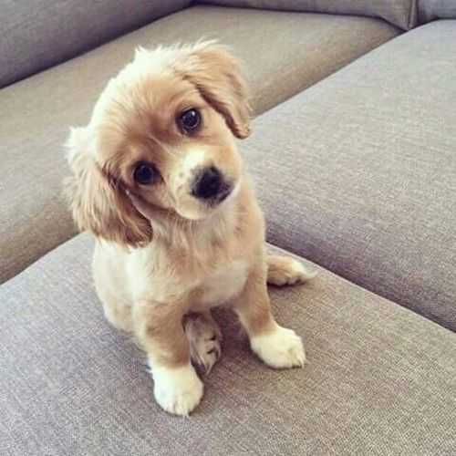 Adorable Dogs Dog Couch
