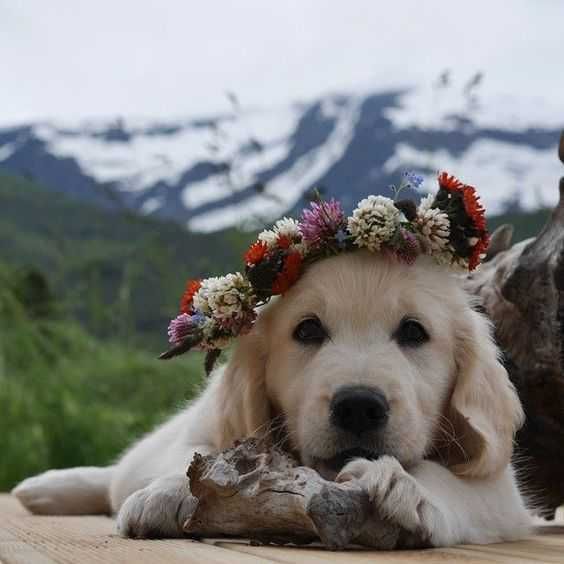 Adorable Dogs Dog Flowers