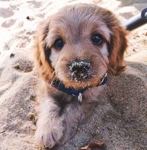 Adorable Dogs Dog In Sand