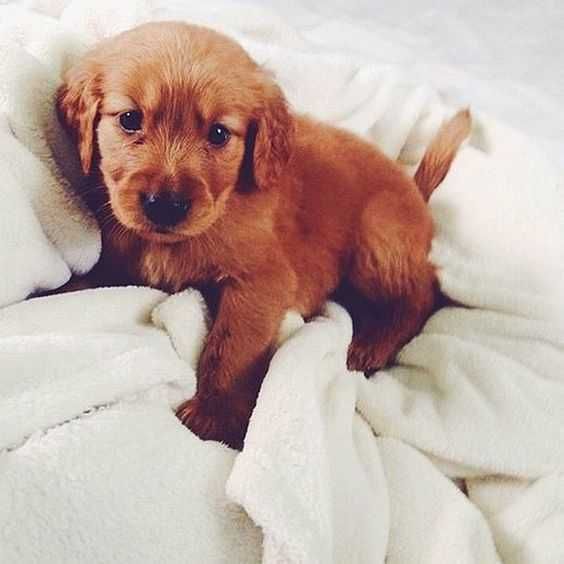 Adorable Dogs Dog Sheets